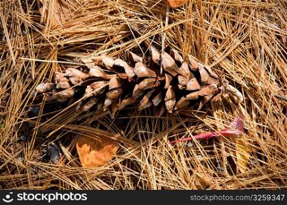 Pine cone on bed of needles