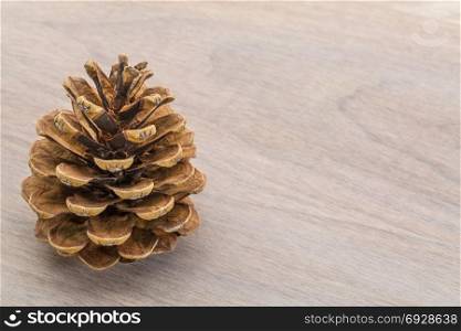 pine cone on grained wood with a copy space
