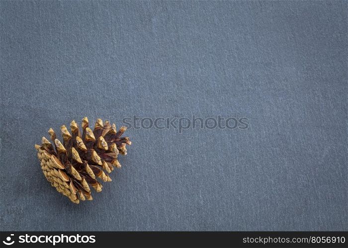 pine cone on gray slate stone with a copy space