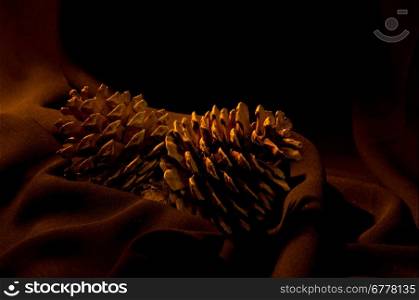 pine cone on the black background