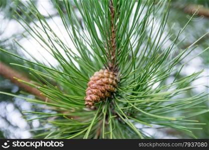 pine cone on tree branch