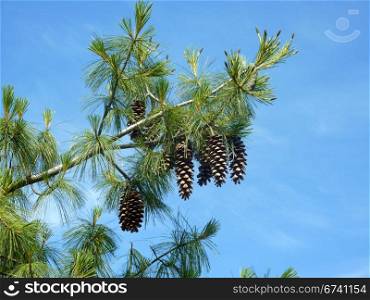 Pine cone. Pine cones on a tree in Germany in summer