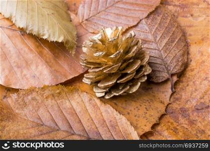 Pine cone placed on a background covered with dry leaves