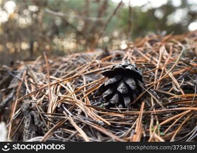 pine cone surrounded by pine needle