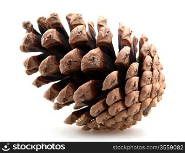 pine cones.