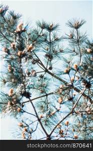 Pine cones and twigs, evergreen plant. Natural environment, sustainability