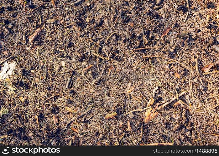 Pine cones and twigs on the forest floor nature background. Pine cones and twigs on the forest floor