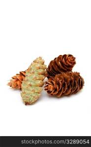 Pine Cones. Brown and green Fir Pine cone isolated on a white background