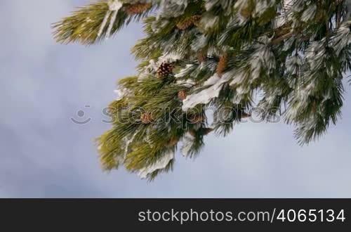pine cones hanging from a tree after a fresh winter snow