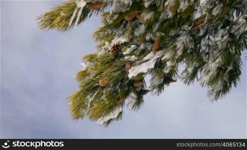 pine cones hanging from a tree after a fresh winter snow