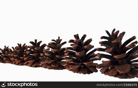 Pine Cones in the Line