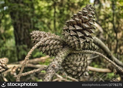 Pine cones in the pinewood forest along the Pialassa della Baiona brackish lagoon near Marina Romea on the Adriatic seaside in Ravenna (Italy)