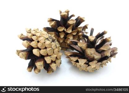 Pine cones lie on a white background dry and brown