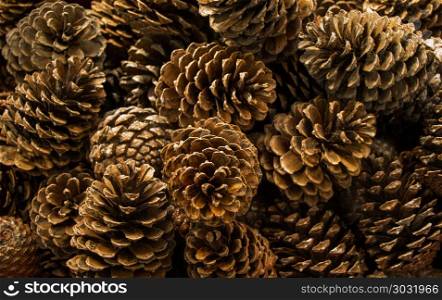 Pine cones of the pine tree. Pine cones of the pine tree in view