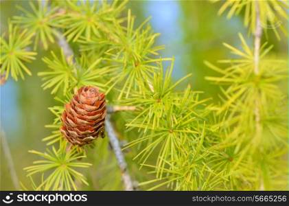 Pine cones on branch, isolate