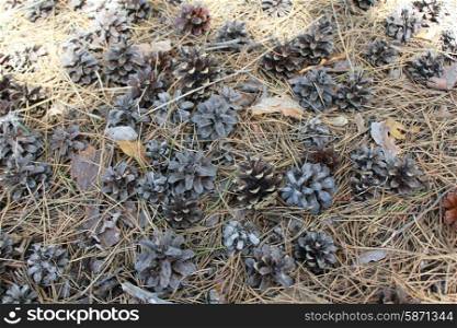 Pine cones on ground 18450. Pine cones on ground close up top view 18450
