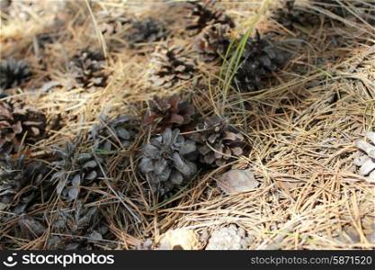 Pine cones on ground 18453. Pine cones on ground close up top view 18453