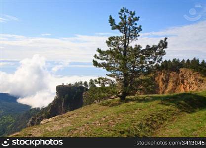 pine conifer trees on cloudy mountain background