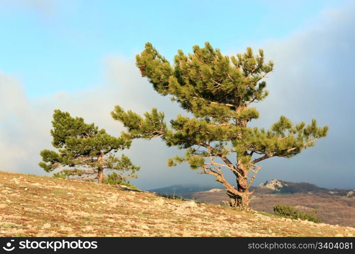 pine conifer trees on mountainside (misty day)