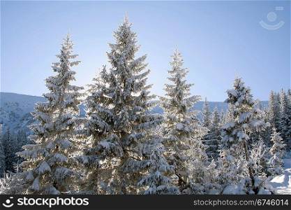 Pine covered with snow and winter landscape