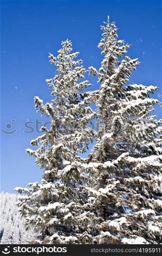 Pine covered with snow in blue sky