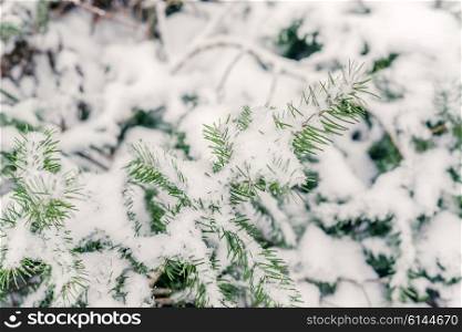 Pine fir twig in the snow in the winter