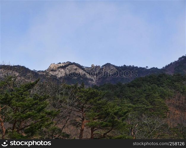 Pine forest and a big rock on the background. Seoraksan National Park. South Korea
