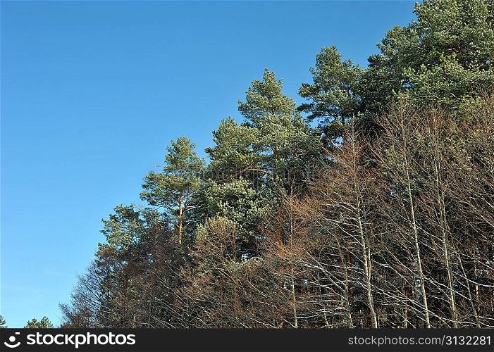 Pine forest and blue sky landscape