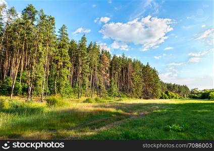 Pine forest and bright green meadow at summer sunset. Pine forest and meadow