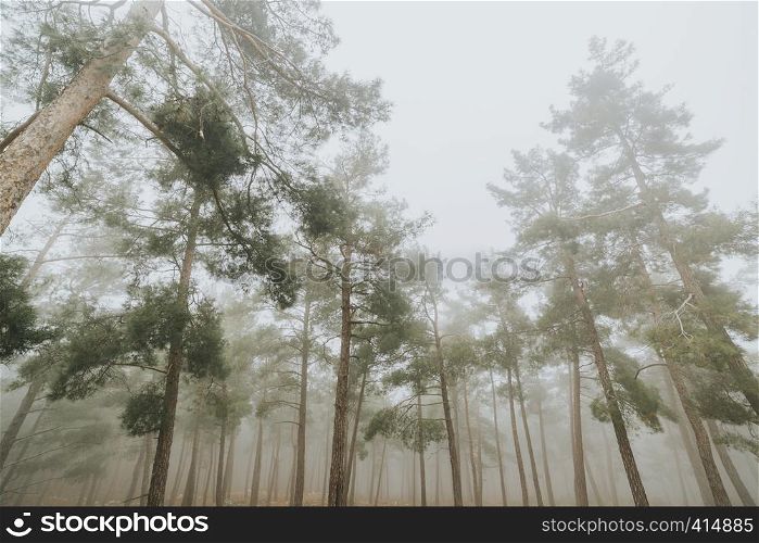 pine forest and cedar trees in foggy weather