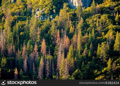 Pine forest at Yosemite National Park. California, USA.