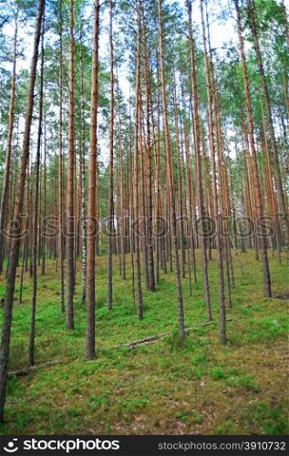 Pine forest. Belarus