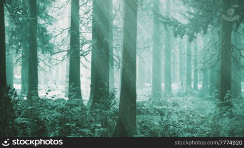 pine forest illuminated by the morning sun on a foggy early spring day