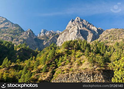 Pine forest in Annapurna trek, Himalaya, Nepal