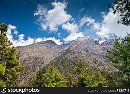 Pine forest in Annapurna trek, Himalaya, Nepal