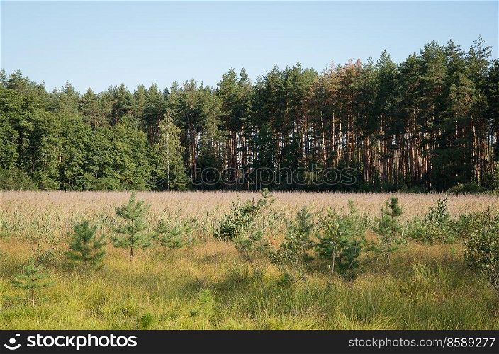 pine forest in evening light