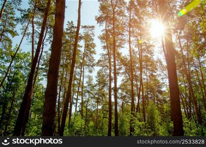 pine forest in evening light, blurred