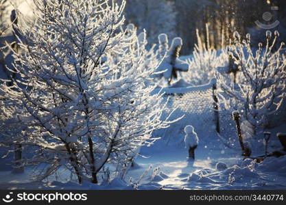 pine forest in snow