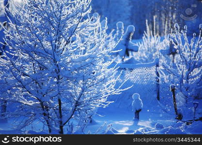 pine forest in snow