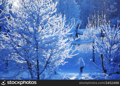 pine forest in snow