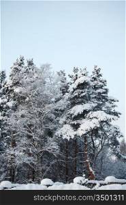 pine forest in snow