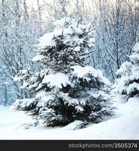 pine forest in snow