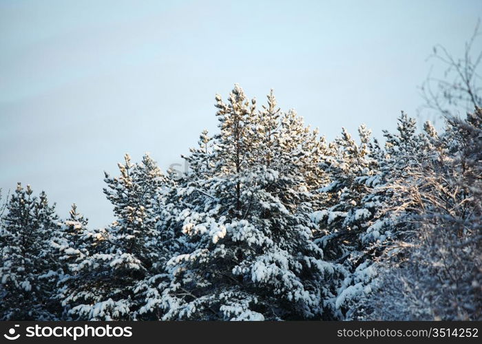 pine forest in snow