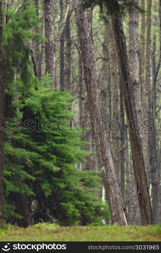 pine forest in Thailand