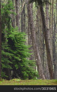 pine forest in Thailand