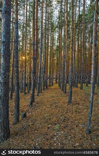 Pine Forest in the autumn forest
