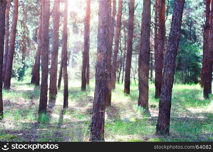 Pine forest in the early morning in the sun, spring