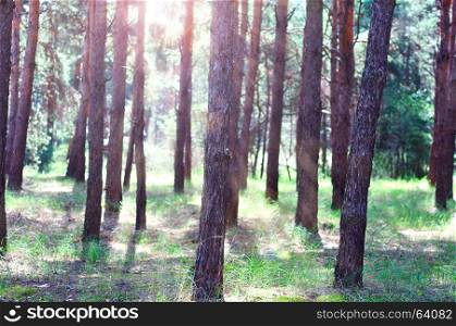 Pine forest in the early morning in the sun, spring