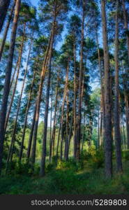 Pine forest on a clear sunny day