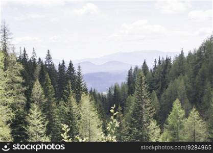 Pine forest on mountain Pokljuka, Slovenia